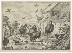 Verschillend gevogelte en een kalkoen