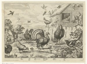 Verschillend gevogelte en een kalkoen