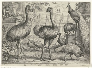 Verschillende vogels en een aap