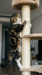 Vertical Climb