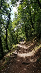 Vesuvius Forest Path