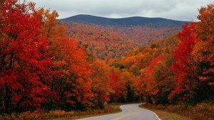 Vibrant Autumn Colors