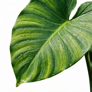 Vibrant Green Droplets