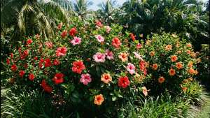 Vibrant Hibiscus Garden