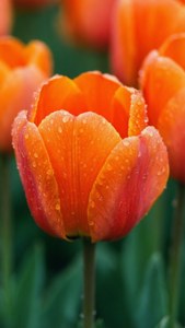 Vibrant Orange Tulips