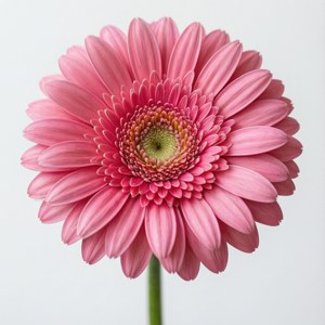 Vibrant Pink Gerbera