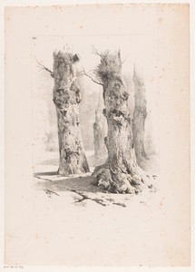 Vier boomstammen in het bos