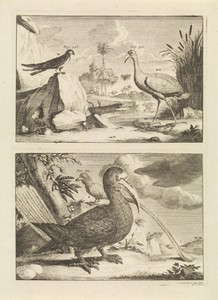 Vier exotische vogels
