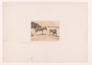 Vier ezels op het strand