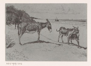 Vier ezels op het strand