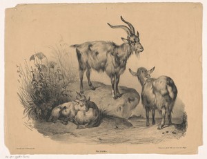 Vier geiten