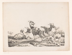 Vier geiten in een landschap