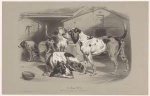 Vier honden in een kennel
