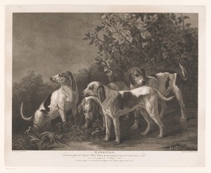 Vier jachthonden