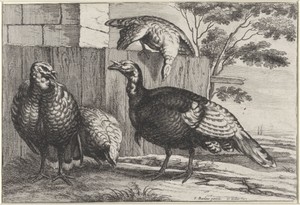 Vier kalkoenen