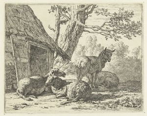 Vier schapen