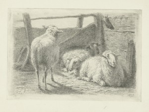 Vier schapen