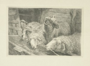 Vier schapen en een ram voor een voederbak
