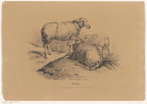 Vier schapen