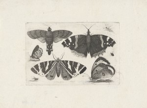 Vier vlinders, een mot, twee torren en een vlieg