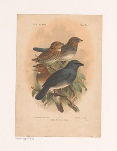 Vier vogels op een tak