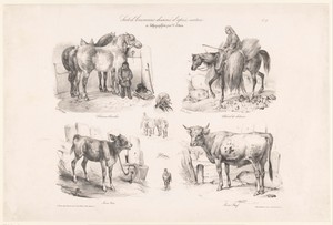 Vier voorstellingen van paarden en koeien