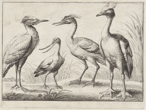 Vier waadvogels
