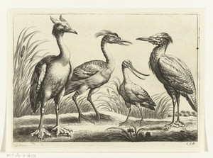 Vier waadvogels