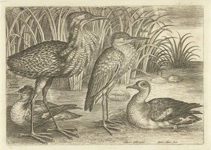 Vier waadvogels langs een oever