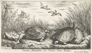 Vier zoetwaterschildpadden tussen gras en riet