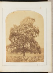 [View of a Tree]