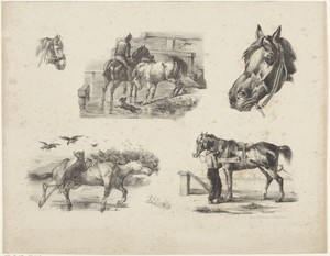 Vijf paardenstudies