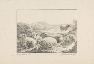 Vijf schapen in een weide