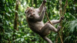 Vine Swing Macaque