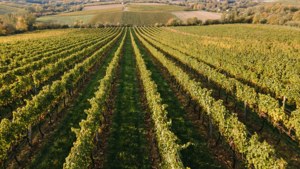 Vineyard Aerial