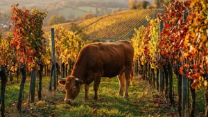 Vineyard Cow Autumn