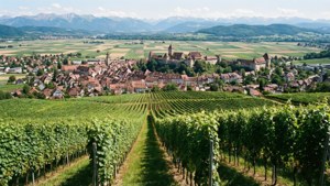 Vineyard Panorama