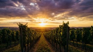 Vineyard Sunset Panorama