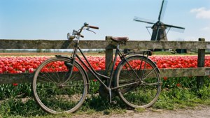 Vintage Bicycle in Tulip Field