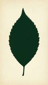 Vintage Botanical Print
