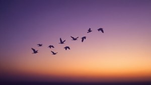 Violet Birds Silhouette