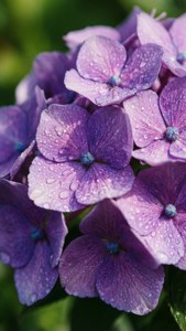 Violet Hydrangea Petals