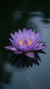 Violet Lotus Peace