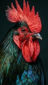 Vivid Rooster Portrait