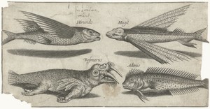 Vliegende knorhaan, lompje, slijmvis en een walrus