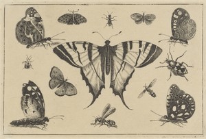 Vlinders, wesp en andere insekten