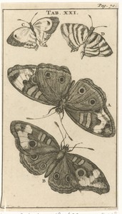 Vlinders XXI