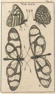 Vlinders XXII