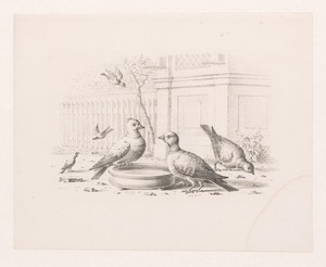 Vogels bij een drinkbak
