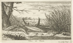 Voornen op een rivieroever